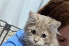 Kittens-in-their-new-home_