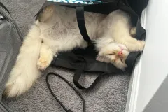 Kittens-in-their-new-home_1