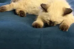 Kittens-in-their-new-home_11