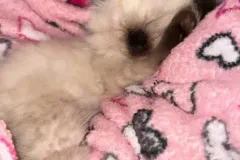 Kittens-in-their-new-home_12