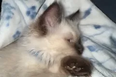 Kittens-in-their-new-home_13