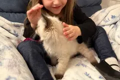 Kittens-in-their-new-home_14