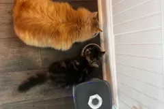 Kittens-in-their-new-home_16