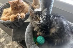 Kittens-in-their-new-home_17