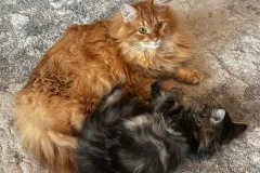 Kittens-in-their-new-home_18