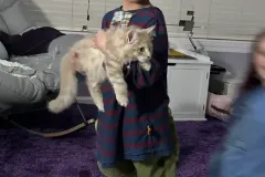 Kittens-in-their-new-home_19