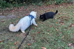 Kittens-in-their-new-home_2