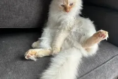 Kittens-in-their-new-home_20