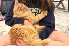 Kittens-in-their-new-home_22