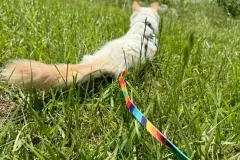 Kittens-in-their-new-home_23