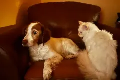 Kittens-in-their-new-home_24