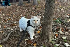 Kittens-in-their-new-home_25