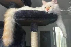 Kittens-in-their-new-home_26