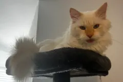 Kittens-in-their-new-home_27