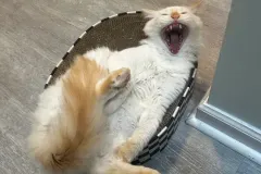 Kittens-in-their-new-home_28