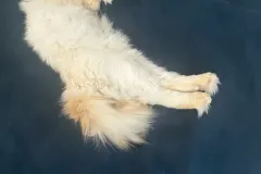 Kittens-in-their-new-home_29