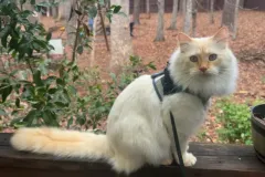 Kittens-in-their-new-home_3