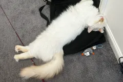 Kittens-in-their-new-home_30