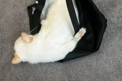 Kittens-in-their-new-home_31