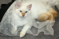 Kittens-in-their-new-home_32