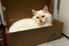 Kittens-in-their-new-home_33