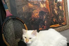 Kittens-in-their-new-home_34