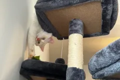 Kittens-in-their-new-home_35