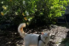 Kittens-in-their-new-home_36