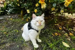 Kittens-in-their-new-home_37