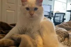 Kittens-in-their-new-home_38