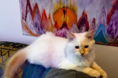 Kittens-in-their-new-home_39