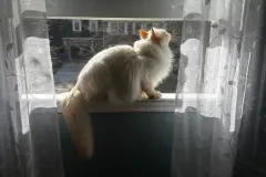 Kittens-in-their-new-home_4