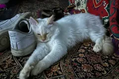 Kittens-in-their-new-home_40