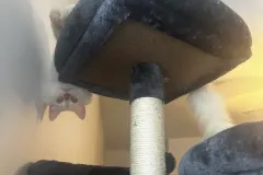 Kittens-in-their-new-home_41