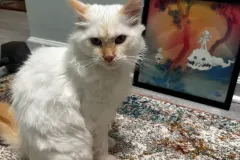 Kittens-in-their-new-home_42