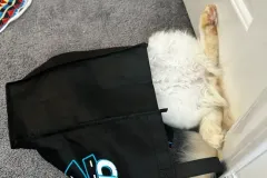 Kittens-in-their-new-home_43