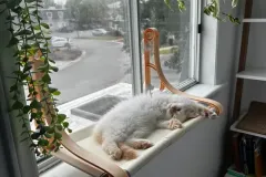 Kittens-in-their-new-home_44