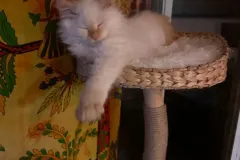 Kittens-in-their-new-home_45