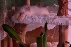 Kittens-in-their-new-home_46