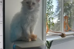 Kittens-in-their-new-home_47