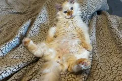 Kittens-in-their-new-home_48