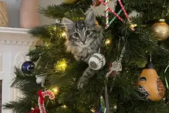 Kittens-in-their-new-home_5