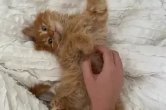 Kittens-in-their-new-home_50