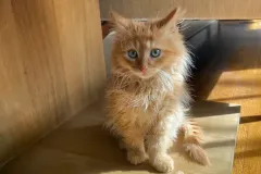 Kittens-in-their-new-home_51