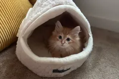 Kittens-in-their-new-home_6