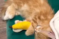 Kittens-in-their-new-home_7