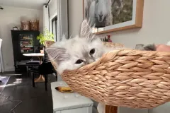 Kittens-in-their-new-home_9