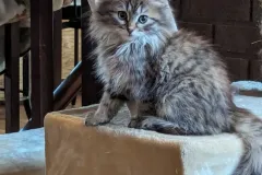 Kittens-in-their-new-home_h_1307