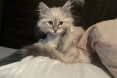 Kittens-in-their-new-home_h_1312-1