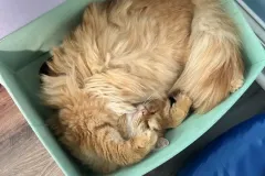 Kittens-in-their-new-home_h_1312-2